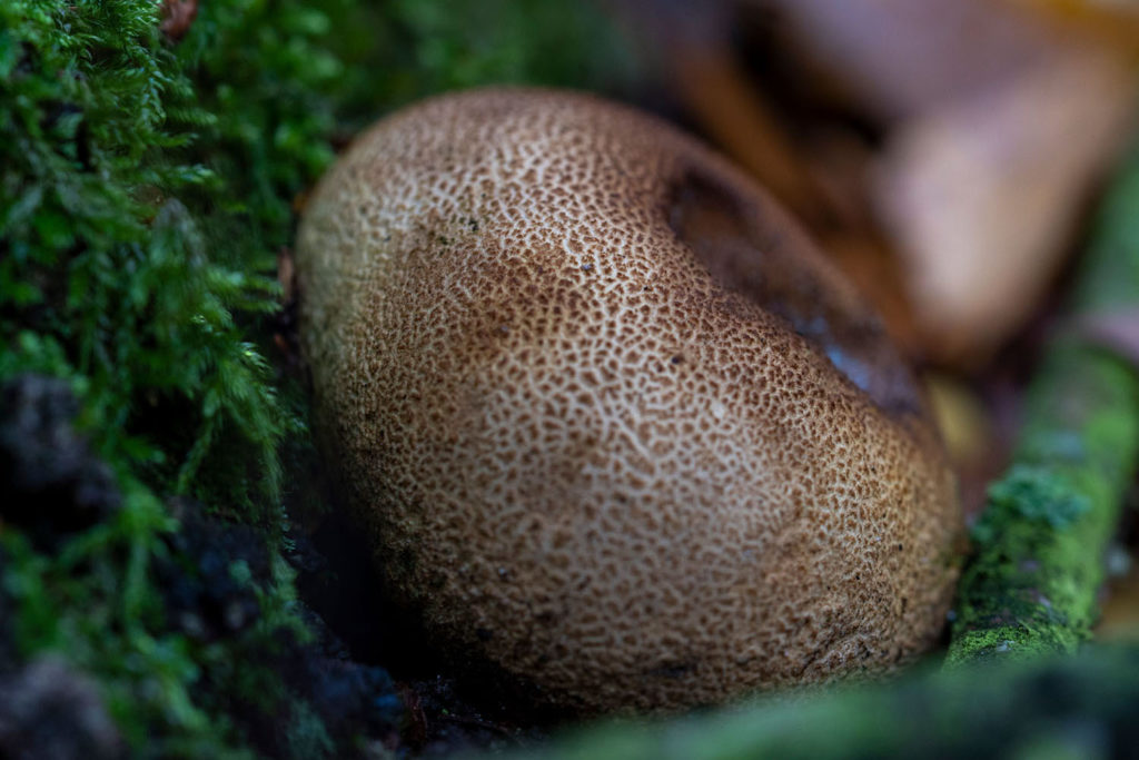verschillende soorten paddenstoelen - aardappelbovist