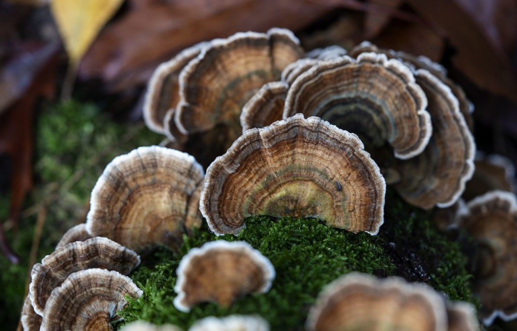 gewone elfenbank, paddenstoelen in nederland