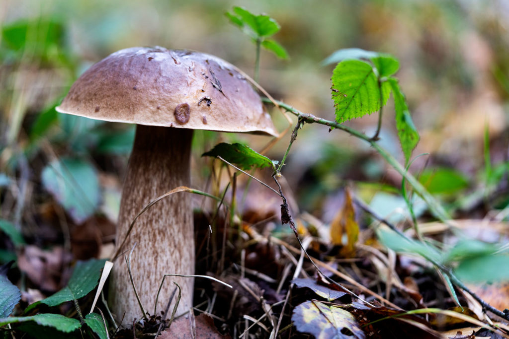 verschillende soorten paddenstoelen - gewone heksenboleet