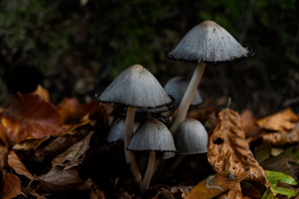 verschillende soorten paddenstoelen - grote kale inktzwam