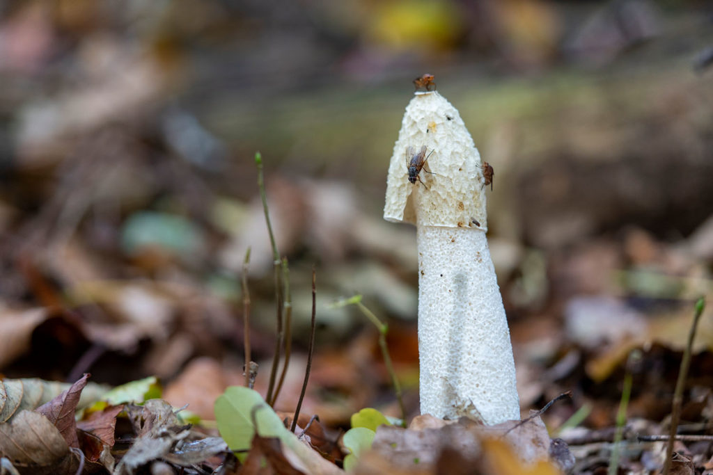 verschillende soorten paddenstoelen - grote stinkzwam