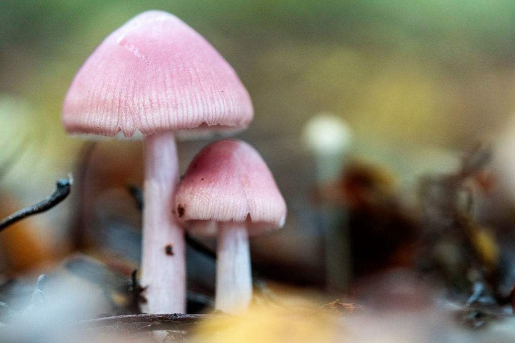 verschillende soorten paddenstoelen - elfenschermpje