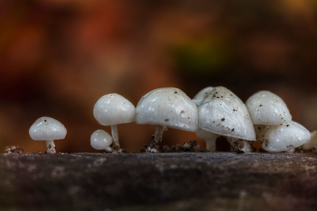 verschillende soorten paddenstoelen - porseleinzwam