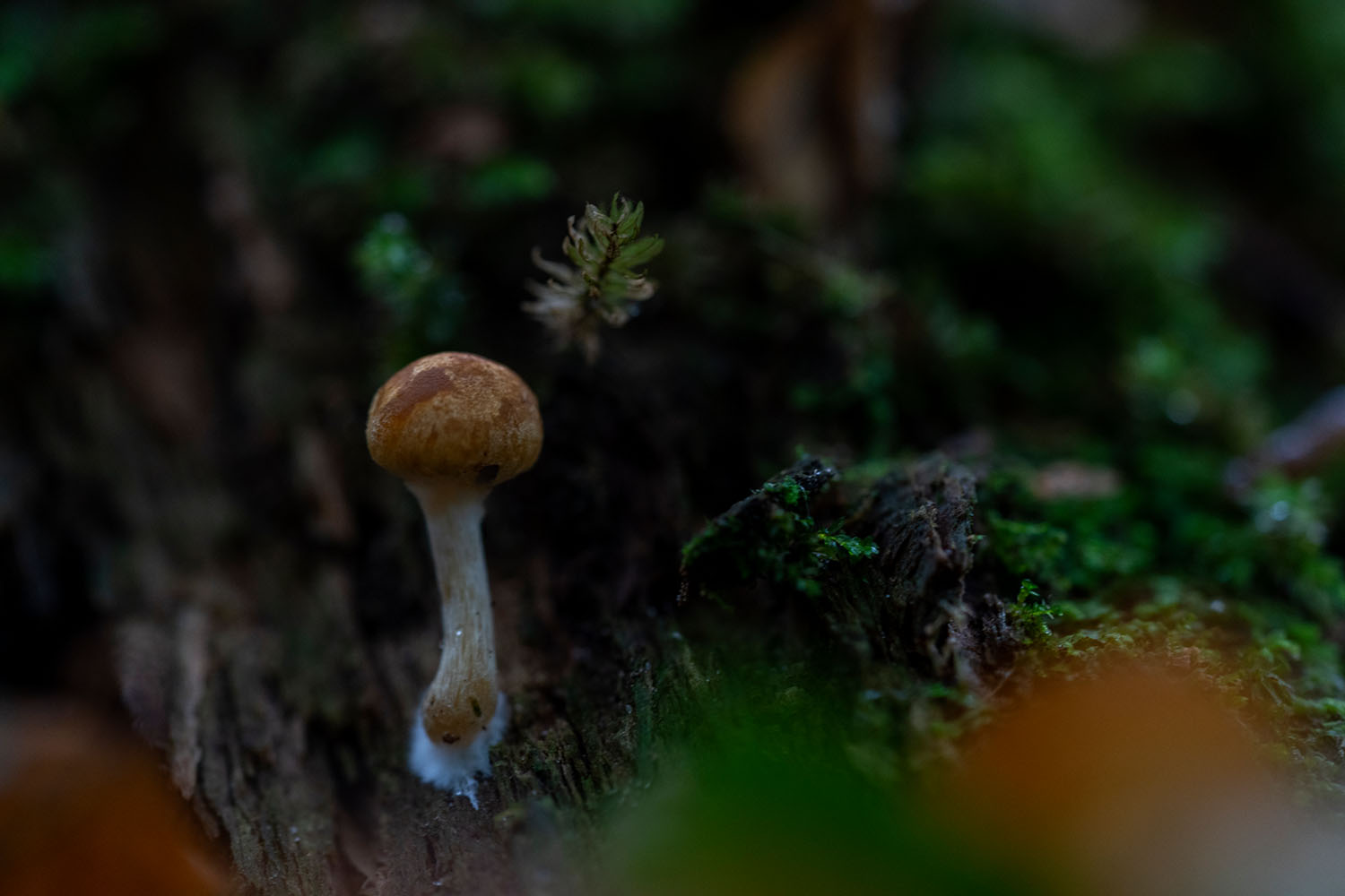 Verschillende soorten paddenstoelen • Met Zonder Jas