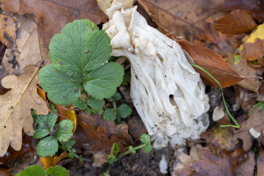 witte kluifzwam, paddenstoelen in nederland