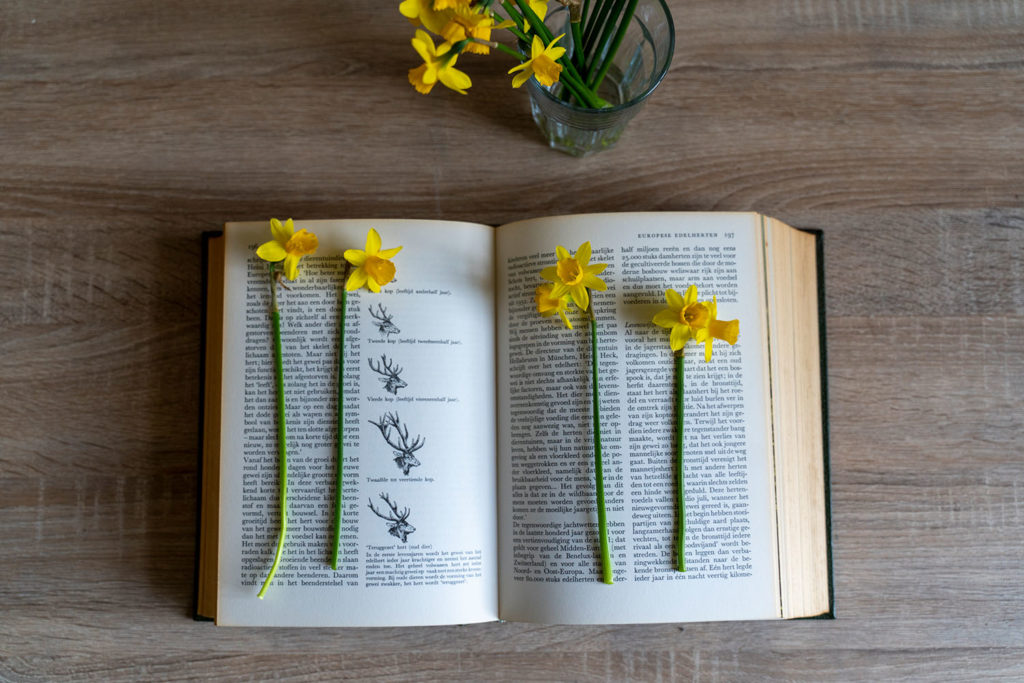 Bloemen op het punt gedroogd te worden in een boek. Nog even een papiertje er om en klaar.