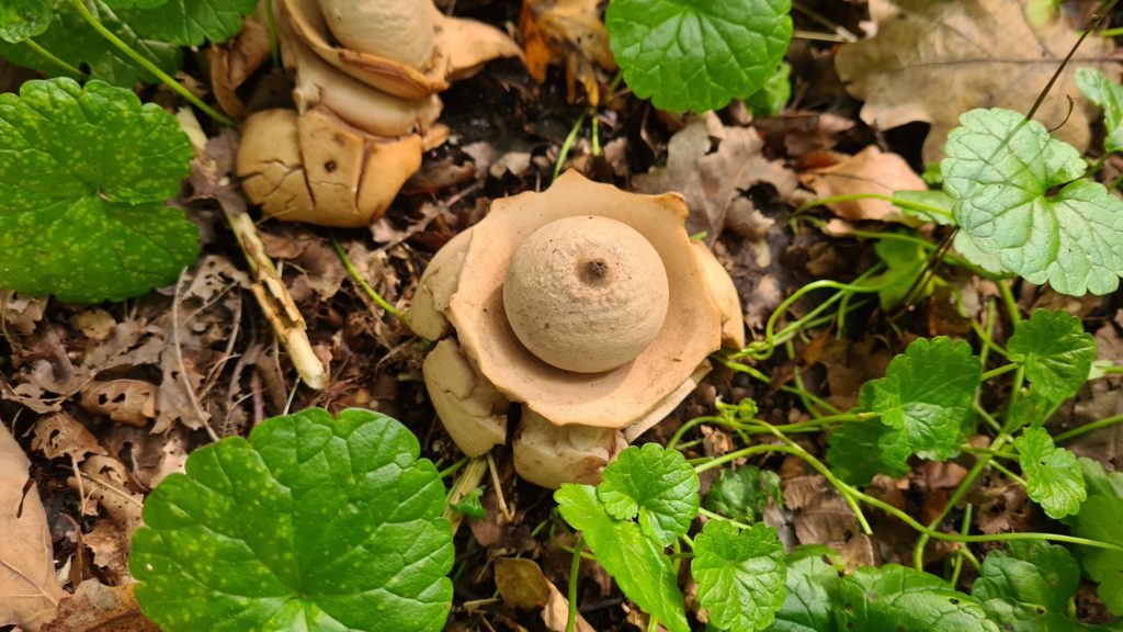 gekke paddenstoel met stuif, de gekraagde aardster