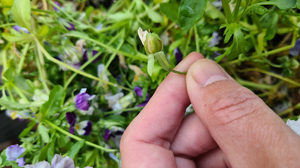 Zaadjes oogsten van viooltjes