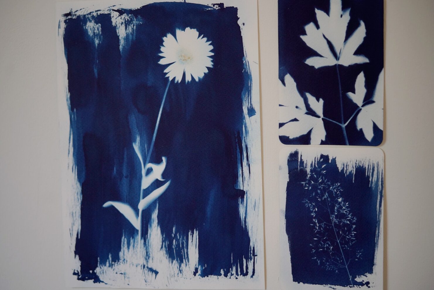 zonneprints maken met cyanotype