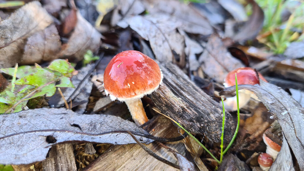 Oranjerode Stropharia, mooie paddenstoel