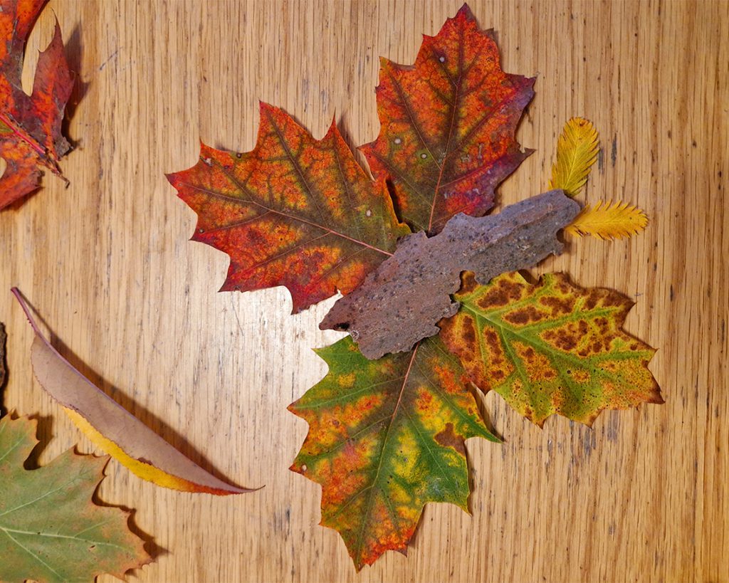 Herfstknutselen met schors en blad