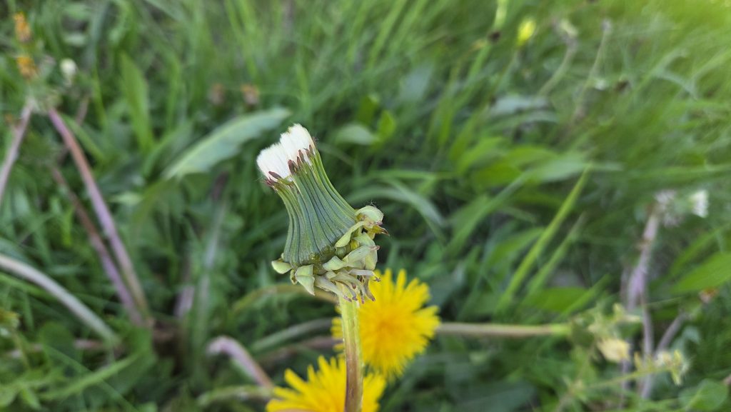 Schilderij van paardenbloemen maken