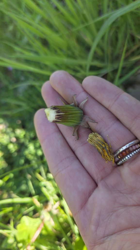 Schilderij van paardenbloemen maken