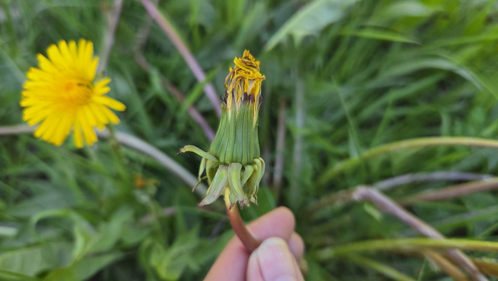 Schilderij van paardenbloemen maken